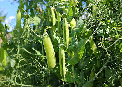 pea, pod, green, vegetables, plant, food, agriculture
