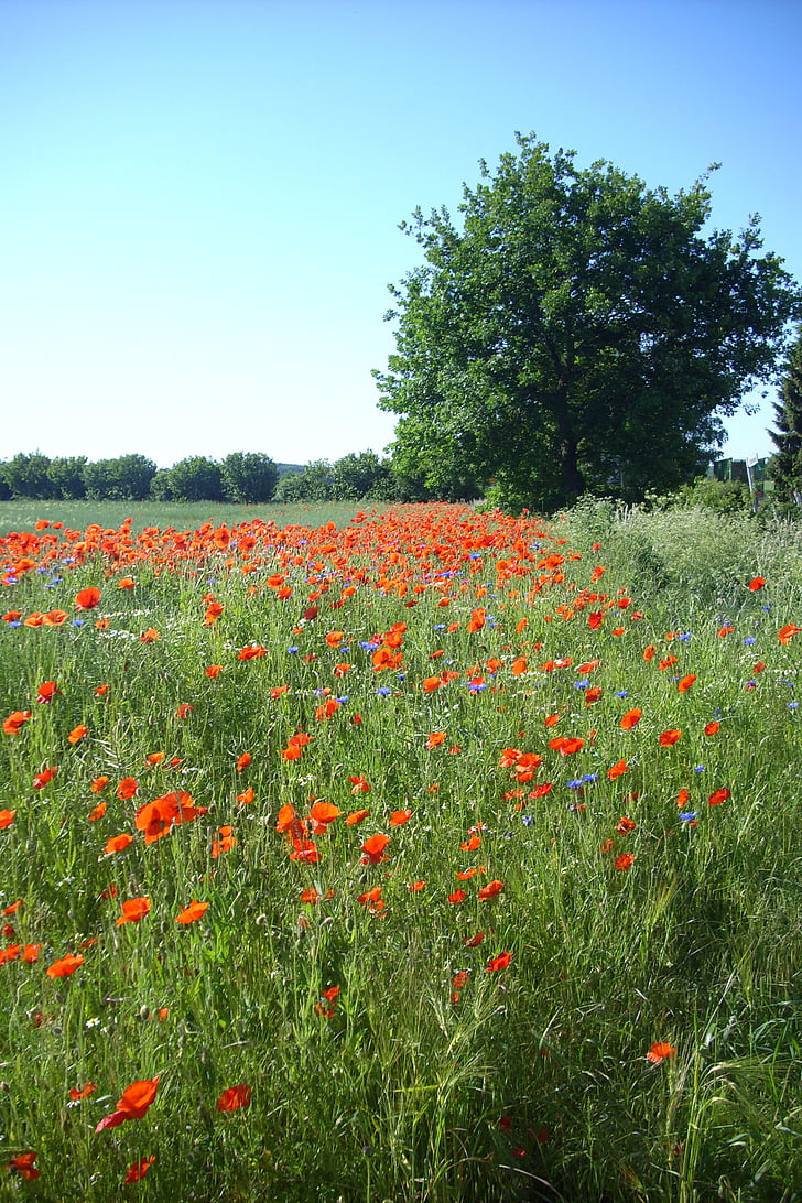 field of rapeseeds, poppies, edge of field, summer, poppy, nature, flower