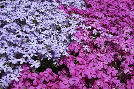 Hoa, màu tím, cánh hoa, nở hoa, Sân vườn, thực vật, Thiên nhiên