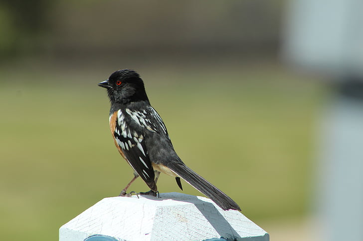 spotted, towhee, colorado