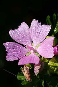 flower, water drops, rain, floral, nature, plant, drop