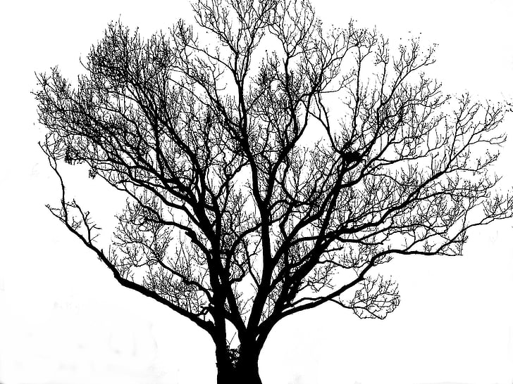 tree, silhouette, black, white, backlight, deadwood, ink