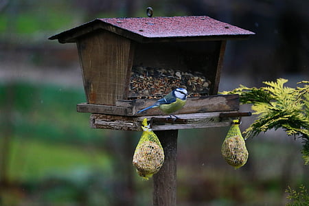 μπλε tit, πουλί, Κήπος, natureworld, tit, μικρό πουλί, νύχια έξω