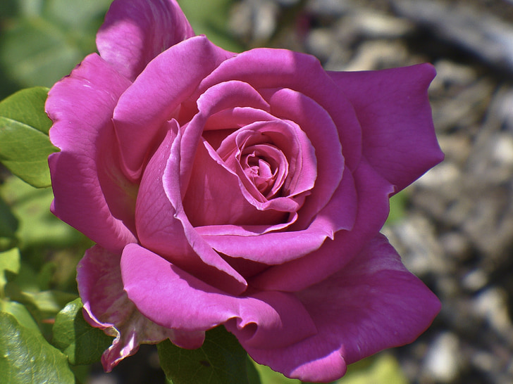Rózsa, rózsaszín, virág, természet, fény, árnyék, gyönyörű