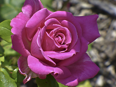 rose, pink, flower, nature, light, shadow, beautiful