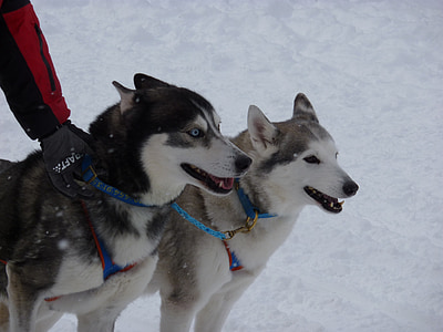 雪橇狗赛跑, 哈士奇, 狗, 狗, 竞赛, 狗赛跑, 动物