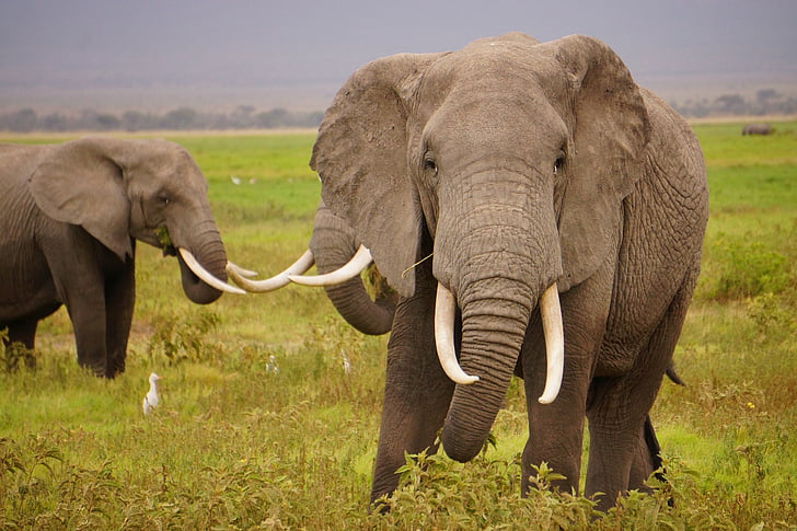 elefantes salvajes, flora y fauna, naturaleza, grandes, colmillos, hombre, tronco
