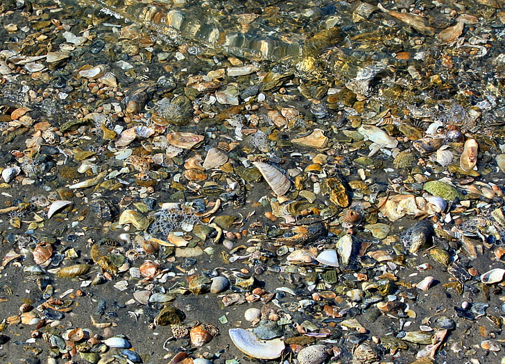 conchas do mar, praia, textura, Baía de Chesapeake, litoral, maré baixa, areia