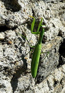Praying mantis, Mantodea, đóng