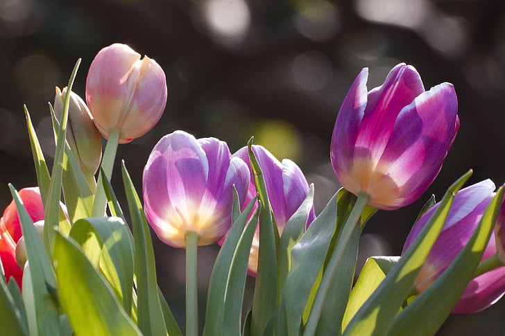 Tulipa, flors de primavera, flor, flor, flor, violeta, vermell