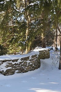 벽, 눈, 겨울, 시즌, 조 경, 전나무, 나무