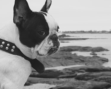 bulldog francés, perro, mar, mascota, lindo, canino, negro