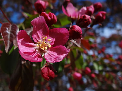 Apple blossom, lilled, õis, kevadel, loodus, hooaja, põllumajandus