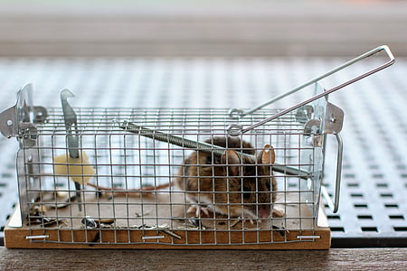 mouse, mousetrap, case, nager, animal, caught, rodent