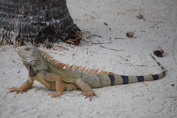 iguana, beach, summer