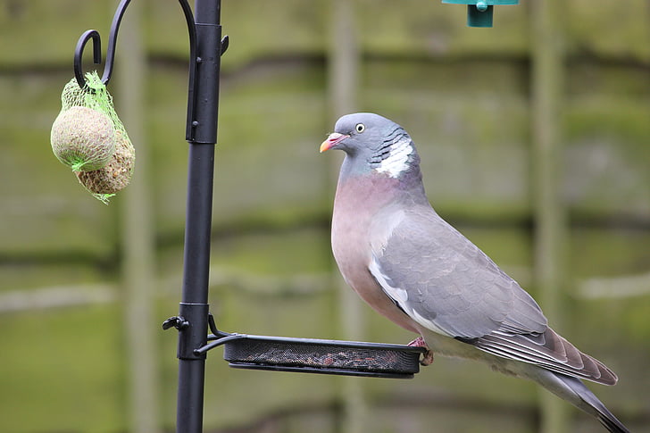 pigeon, birds, bird, feeder, seed tray, bird feeder, animal