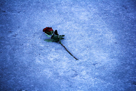 Rózsa, romantika, jég, virágok, gyönyörű virágok, nagyszerű, összetétele