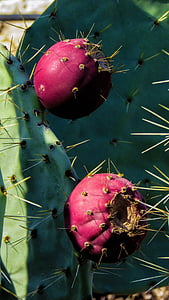 cactus, planta, fruta, naturaleza, sostenido, espinos, verde