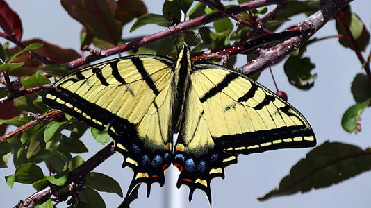 vlinder, Monarchvlinder, insect, in de boom, lente, tak, dier wildlife