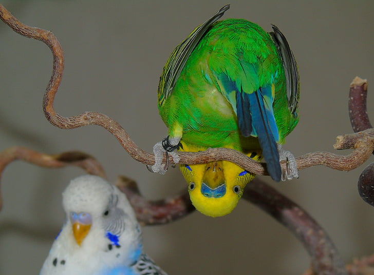 budgie, parrot, bird, green, yellow, natural color, wild color