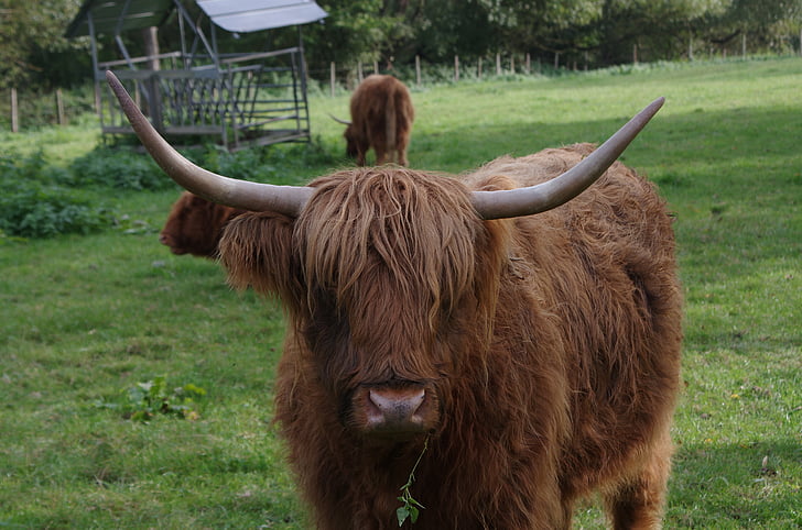 Хайленд крупного рогатого скота, Highland корова, Ринд, лугопастбищные угодья, Грин, коричневый, Мех