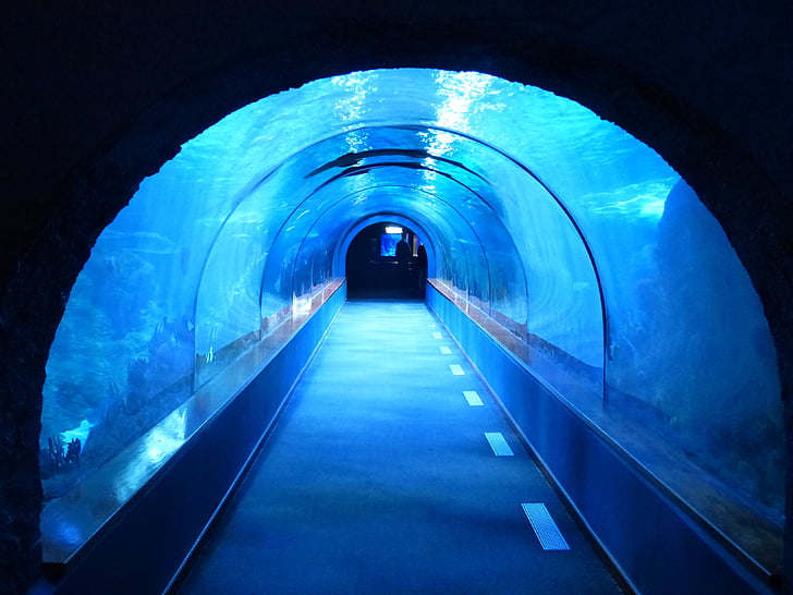 tunnel, onderwater, Aquarium, Shark tank, blauw, donker, griezelig