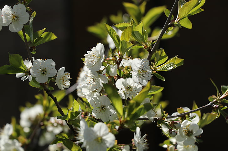 kirsikankukka, Luonto, kevään, kirsikka, Blossom, Sulje, valkoinen kukka