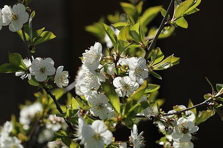 fiore di ciliegio, natura, primavera, ciliegia, Blossom, chiudere, fiore bianco