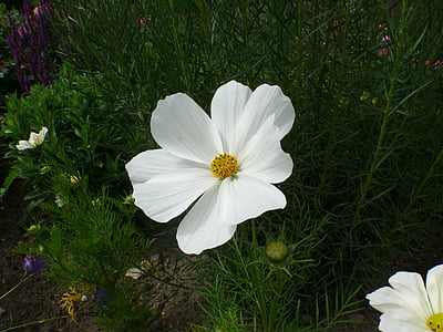 róże, biały, kwiat, Bloom, Róża Kwiat, roślina, Valentine