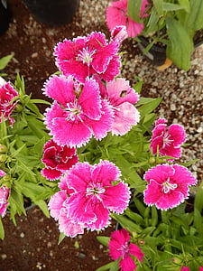 Dianthus, Карамфил, червени цветя, цвете, Градина, растения, градински карамфил