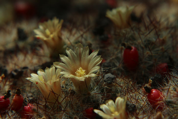 Cactus, fleurs, fleur de cactus, fermer