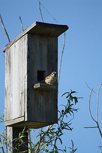 musim semi, alam, Birdhouse, Sparrow, burung, terhadap langit