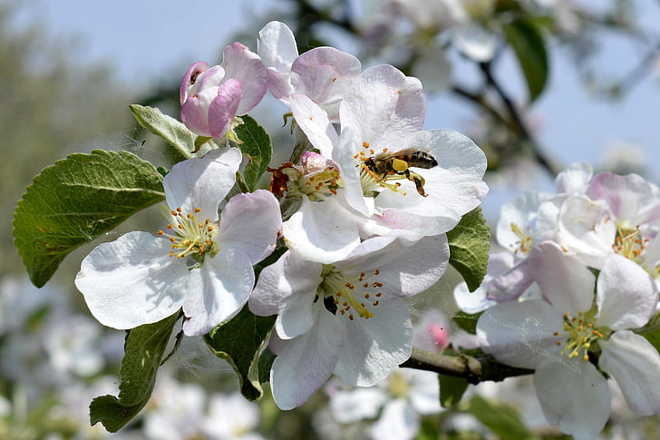 arbust de flor, abella, pol·linització, primavera, natura, pomera, flor
