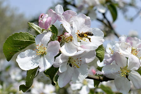 arbusto de flor, abelha, polinização, Primavera, natureza, flor de maçã, flor