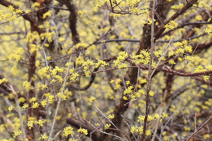 rumena, cvet, cornelian češnje, pomlad, čudovito, narave, drevo