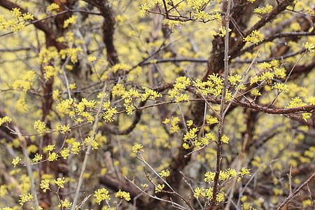 yellow, flower, cornelian cherry, spring, beautiful, nature, tree