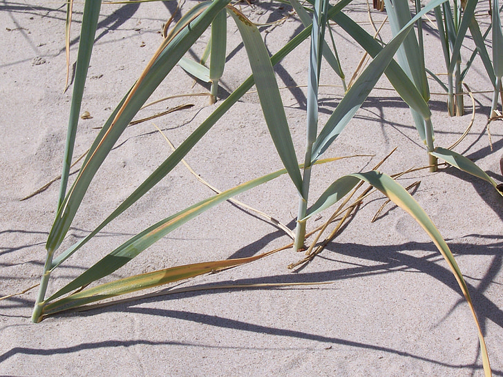 Reed, piasek, Plaża, wydmy, Rügen, Latem, roślina