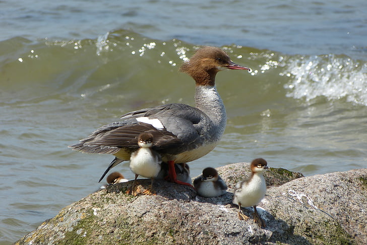 biển Baltic, Rügen, Great crested grebe gia đình, con chim, Thiên nhiên, động vật hoang dã, động vật