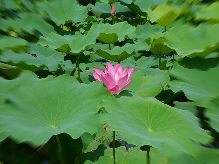 Anlage, Lotus, natürliche