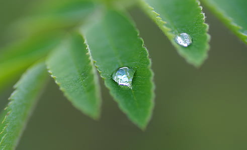 ash, dew, drip, plant, rain, close, nature