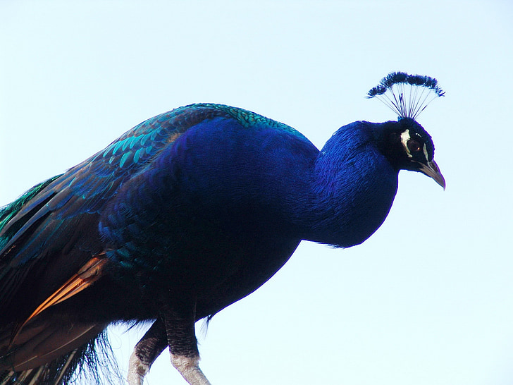 peacock, bird, close, iridescent, blue