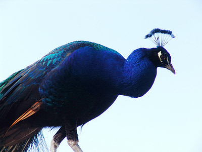 Peacock, vogel, sluiten, iriserende, blauw