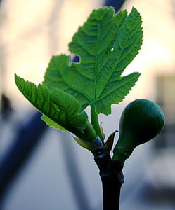 Fig, fruta, jóvenes, hinchado, hoja nueva, verde brillante, primavera