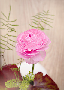 ranunculus, flower, blossom, bloom, pink, pink flower, spring flower