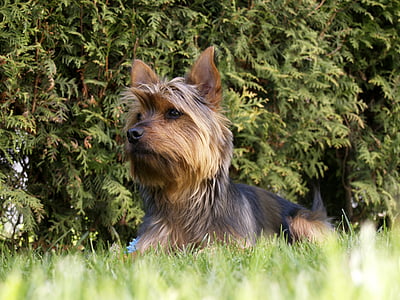 terrier, dog, small, puppy, canine, pet, lying
