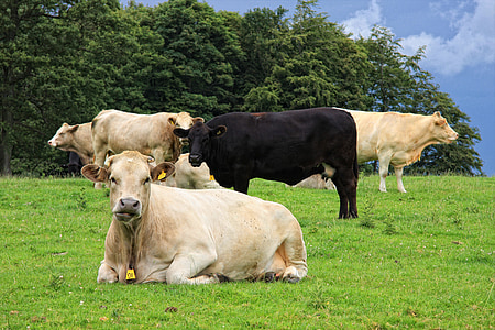 mucca, Toro, campo, animale, azienda agricola, natura, rurale