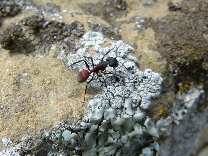 ant, insect, detail, rock, lichen