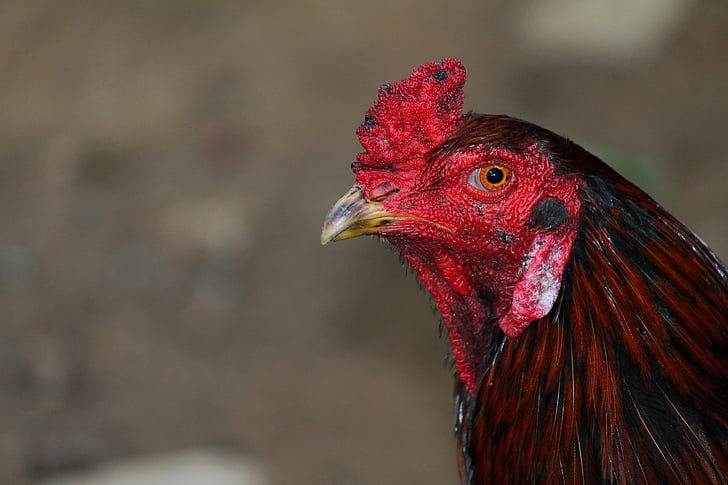 cockerel, rooster, chicken, male, cock, bird, domestic