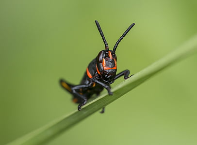 animal, antenna, blur, close-up, grass, insect, leaf