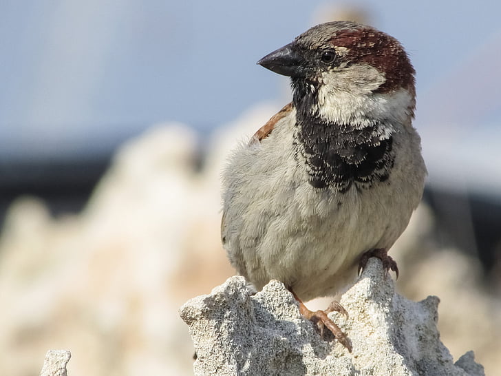 Sparrow, con chim, Thiên nhiên, động vật, động vật hoang dã, Dễ thương, lông vũ